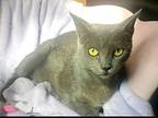 Irina, Russian Blue For Adoption In Houston, Texas