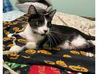 Oreo, Domestic Shorthair For Adoption In Fayetteville, Arkansas