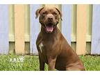 Coco, American Pit Bull Terrier For Adoption In Sebastian, Florida