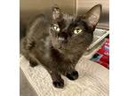 Cynthia, Domestic Shorthair For Adoption In Duluth, Minnesota
