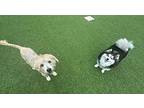 Saxon, Terrier (unknown Type, Medium) For Adoption In Sanford, Florida