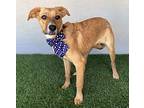 Marla, Labrador Retriever For Adoption In San Diego, California