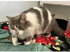 Princess, Domestic Longhair For Adoption In Naples, Florida