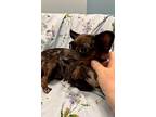 Millie, Dachshund For Adoption In Weston, Florida