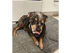 Bindy, Dachshund For Adoption In Weston, Florida