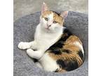 Melanie, Domestic Shorthair For Adoption In Faribault, Minnesota