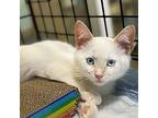 Stuart, Siamese For Adoption In San Carlos, California