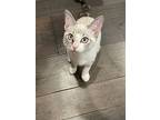 Sweet Pete, Siamese For Adoption In Austin, Texas