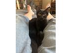 Isabelle Lane Group, Domestic Shorthair For Adoption In Prescott, Arizona
