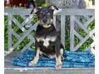 Magnus, American Staffordshire Terrier For Adoption In Los Angeles, California