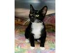 Breeze, Domestic Shorthair For Adoption In Gastonia, North Carolina