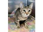 Tiffany, Domestic Shorthair For Adoption In Gastonia, North Carolina