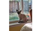 Naan, Siamese For Adoption In Ripon, California