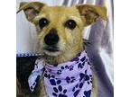 Mila, Terrier (unknown Type, Small) For Adoption In Corona, California