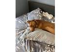 Dusty, Labrador Retriever For Adoption In Salem, Wisconsin