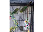 Jacks, Budgie For Adoption In Surrey, British Columbia