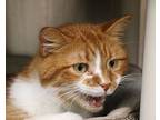 Fantastic, Domestic Shorthair For Adoption In Fargo, North Dakota