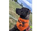 Arizona, American Pit Bull Terrier For Adoption In Germantown, Ohio