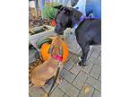 Patchouli “patch”, American Pit Bull Terrier For Adoption In Germantown