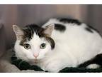 Leo, Domestic Shorthair For Adoption In Rockford, Illinois