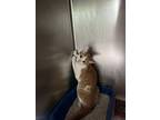 Salt, Domestic Shorthair For Adoption In Newport, North Carolina