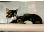 Dee Dee, Domestic Shorthair For Adoption In Newport, North Carolina