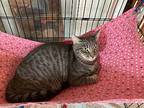 Danielle, Domestic Shorthair For Adoption In Metairie, Louisiana