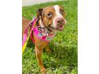 Brookie, Terrier (unknown Type, Small) For Adoption In Ft. Lauderdale, Florida