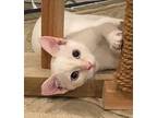 Annie & Apollo, Siamese For Adoption In Mililani, Hawaii