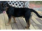 Moe, Labrador Retriever For Adoption In Chantilly, Virginia