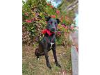 Amber, Labrador Retriever For Adoption In Gilbert, Arizona