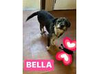 Auggie, Terrier (unknown Type, Medium) For Adoption In Gilbert, Arizona