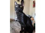 Daisy, Bombay For Adoption In San Antonio, Texas