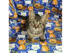 Kaos Litter: Prometheus, Domestic Shorthair For Adoption In Fairlawn, Ohio