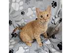 Coffee Kittens: Espresso, Domestic Shorthair For Adoption In Fairlawn, Ohio