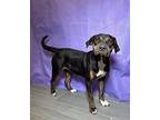 Melody Ann, Terrier (unknown Type, Medium) For Adoption In Lafayette, Louisiana