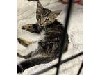 Friddles, Domestic Shorthair For Adoption In Jackson, Georgia
