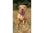 Clementine, American Staffordshire Terrier For Adoption In W.