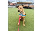 Archer, Terrier (unknown Type, Medium) For Adoption In Indianapolis, Indiana