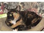 Columbia, Domestic Shorthair For Adoption In Olyphant, Pennsylvania