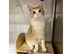 Tigger, Domestic Mediumhair For Adoption In Knoxville, Tennessee