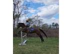 Freyah is a 15 year old ottb she is sweet and loving. Her ground manners aren't
