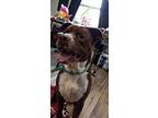 Parker, American Pit Bull Terrier For Adoption In Henderson, Kentucky