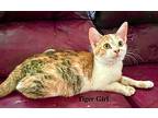 Tabby Calico Collection, Domestic Mediumhair For Adoption In Sussex, New Jersey