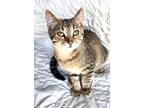 Kitten River, Domestic Shorthair For Adoption In Sussex, New Jersey