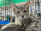 Rolo, Domestic Mediumhair For Adoption In Burton, Michigan