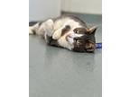 Soren, Domestic Shorthair For Adoption In Cumberland, Maine