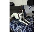 Morty, Terrier (unknown Type, Small) For Adoption In Mishawaka, Indiana