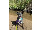 Senor Suave, Labrador Retriever For Adoption In Denver, Colorado