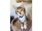 Bobby, Domestic Shorthair For Adoption In Sunnyvale, California